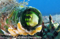 Small goby and friend living in a coral encrusted bottle by Niall Deiraniya 